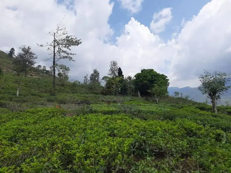 Valuable Land for Sale in Pundaluoya