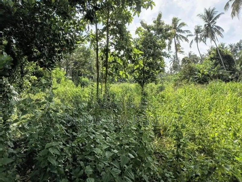 252 Perches Land for Sale Dummalasooriya
