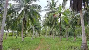 Coconut Estate For Sale in Chilaw