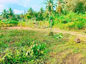 කිරිඳිවැලින් වටිනා පර්චස් 12.5ක් / CH 14639