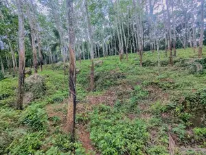 තෝලන්ගමුවෙන් වටිනා බිම් කොටසක් විකිණීමට / AJ 13950