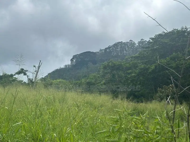 Lands for Sale in Pussellawa