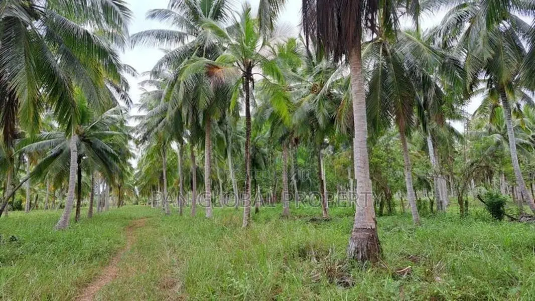 Coconut Estate For Sale in Chilaw