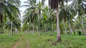 Coconut Estate For Sale in Chilaw