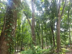 Residential Land for Sale in Nelundeniya