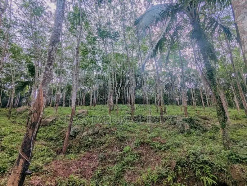 තෝලන්ගමුවෙන් වටිනා බිම් කොටසක් විකිණීමට / AJ 13950