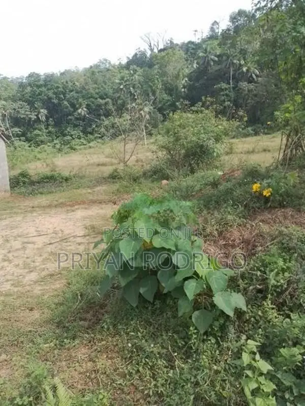 Ingiriya - Handapangoda 82+ Perches of Land for Sale