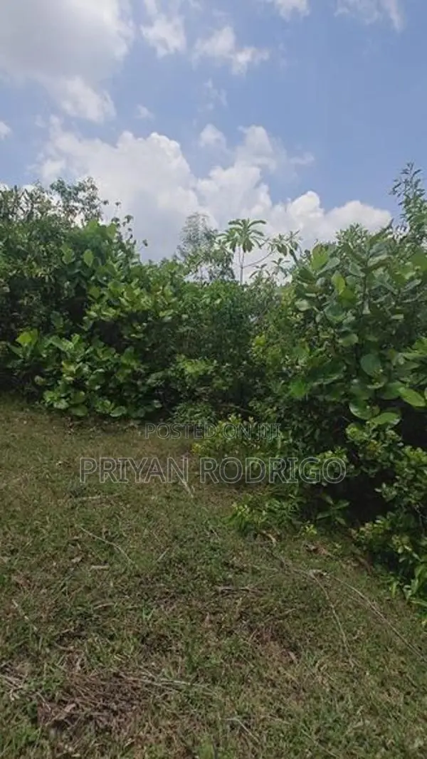 Horana - Poruwadanda 262 Perches of Land for Sale