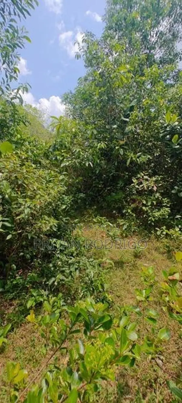 Horana - Poruwadanda 262 Perches of Land for Sale