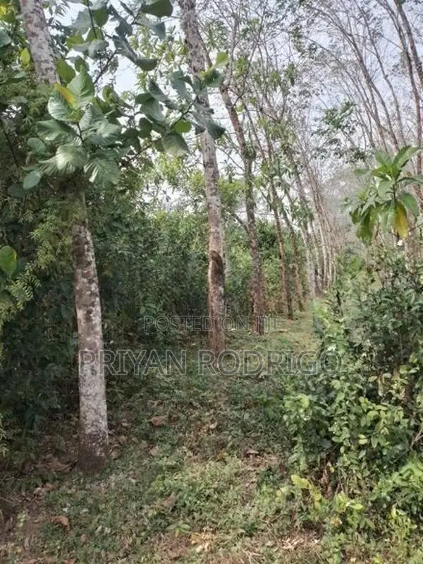 Horana - Poruwadanda 262 Perches of Land for Sale