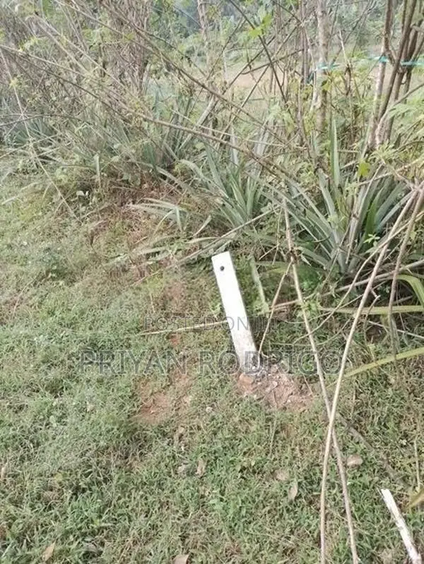 Ingiriya - Handapangoda 82+ Perches of Land for Sale