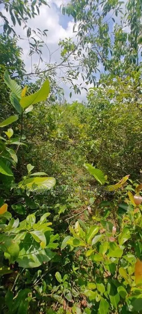 Horana - Poruwadanda 262 Perches of Land for Sale