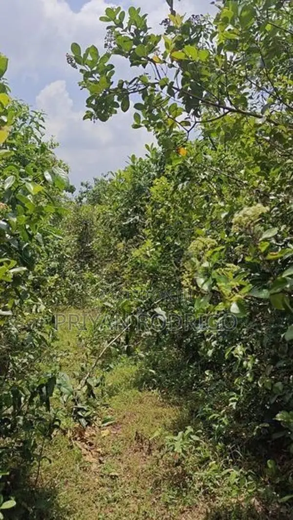 Horana - Poruwadanda 262 Perches of Land for Sale