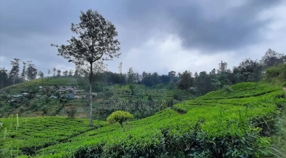 Luxury Fully Furnished 05 BR Bungalow for Sale in Nuwara Eliya Distric