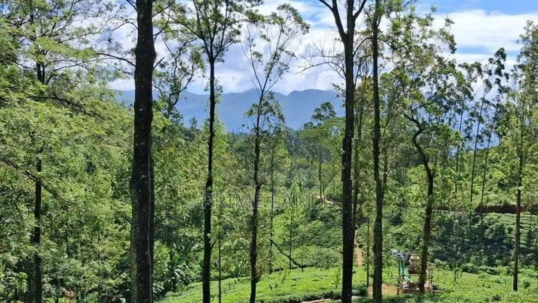 Valuable Land for Sale in Pussellawa Delta Estate