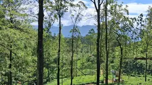 Valuable Land for Sale in Pussellawa Delta Estate