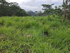 Land for Sale in Kandy Pussellawa