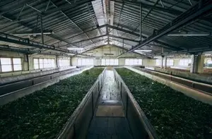 KANDY : 12000 SQFT (240P) TEA FACTORY FOR SALE