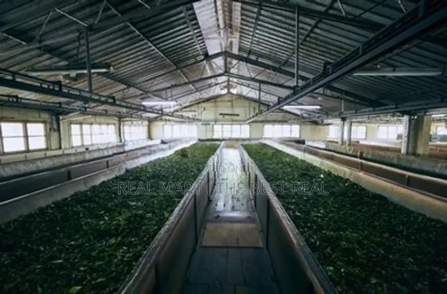 KANDY : 12000 SQFT (240P) TEA FACTORY FOR SALE
