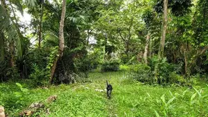 Waterfront Land in Bolgoda