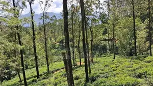 Valuable Land for Sale in Pussellawa Delta Estate