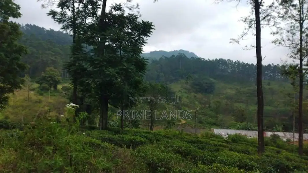 Valuable Land for Sale in Pussellawa Delta Estate