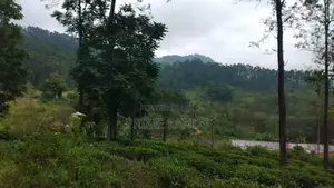Valuable Land for Sale in Pussellawa Delta Estate