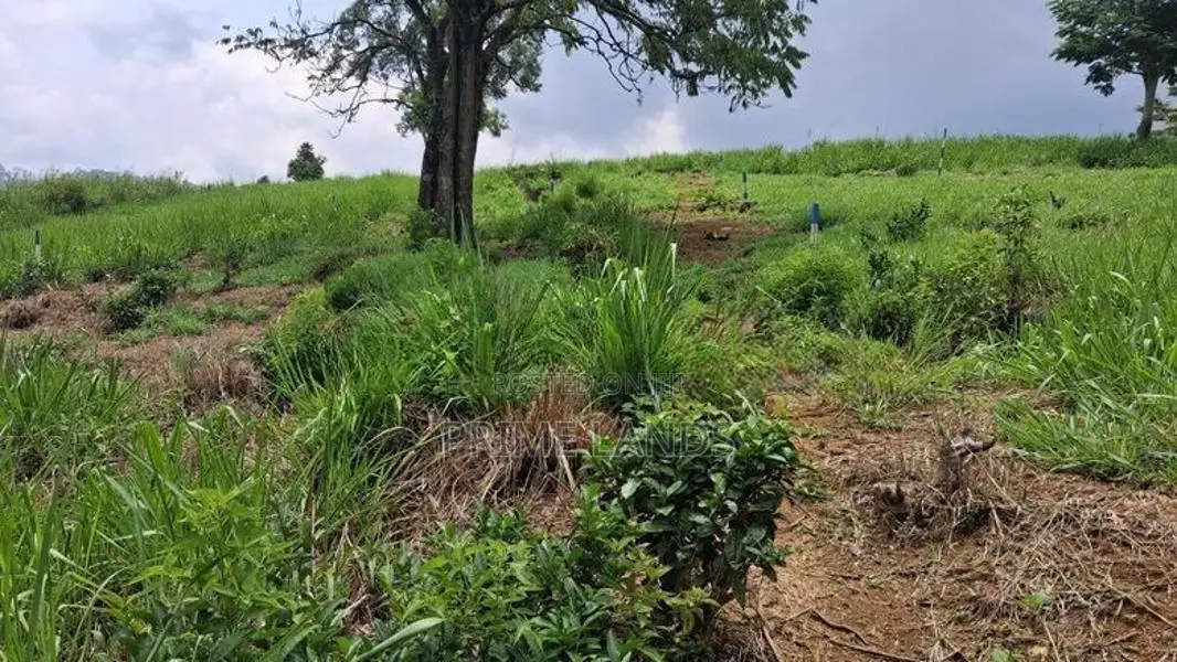 Beautiful Land for Sale in Pussellawa