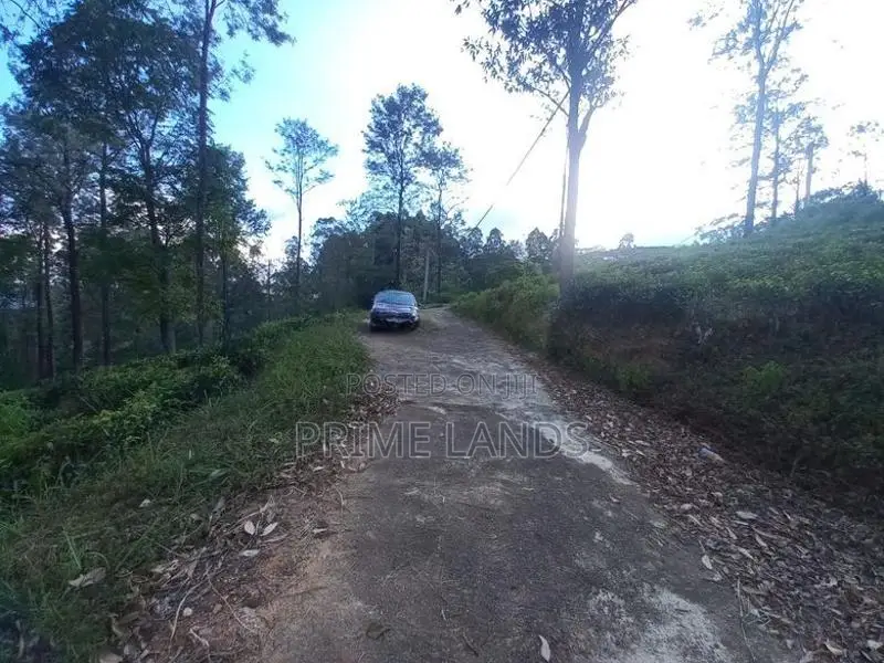 Valuable Land for Sale in Pussellawa Delta Estate