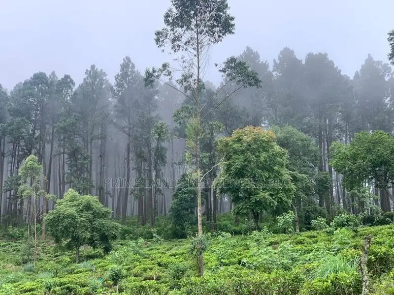 Lands for Sale in Upper Glenloch, Ramboda