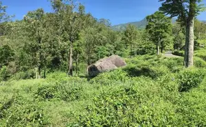 හපුතලෙන් ඉඩමක්