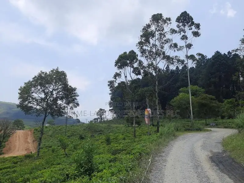 Land for Sale in Ramboda