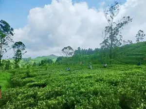 Land for sale in Hatton