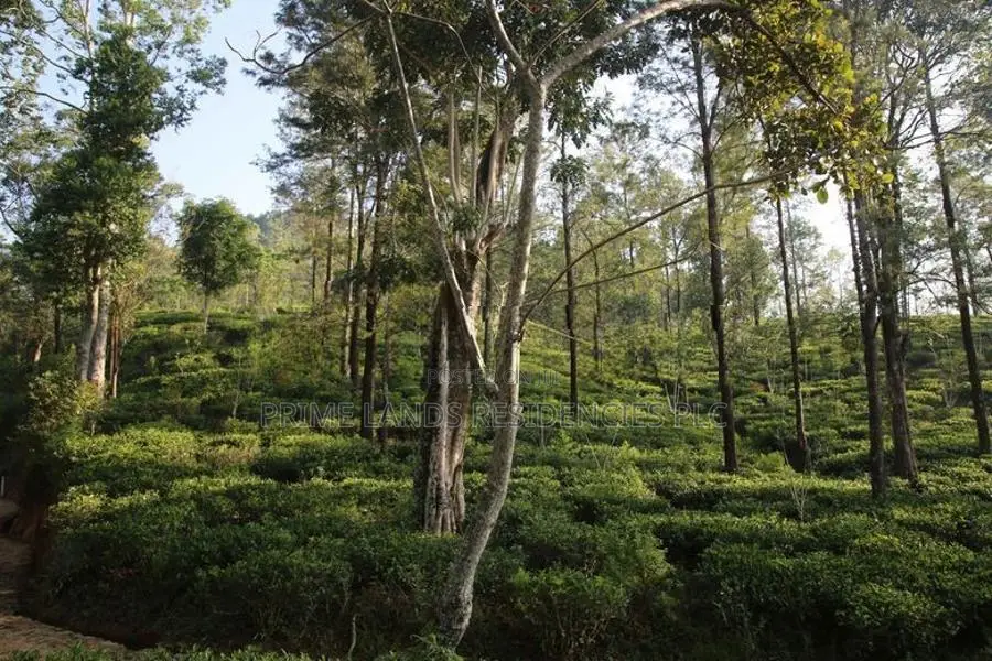 Land for Sale in Pussellawa