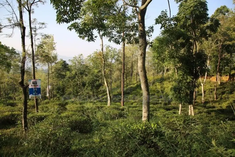 Land for Sale in Pussellawa