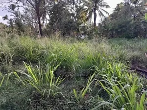Bare Land for Sale Udubaddawa