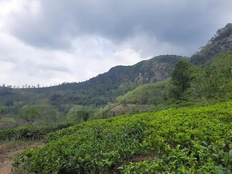 Land for Sale in Pundaluoya