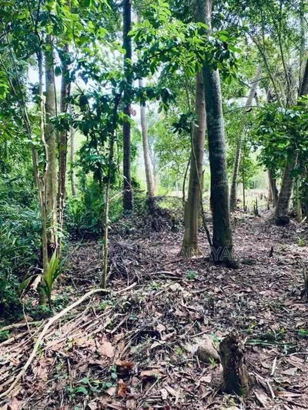 අම්බලන්තොට නගරයට නුදුරින් පර්චස් 31ක අගනා ඉඩමක් විකිණීමට