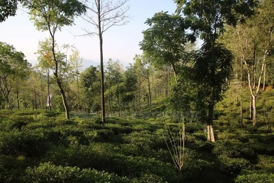 Land for Sale in Pussellawa
