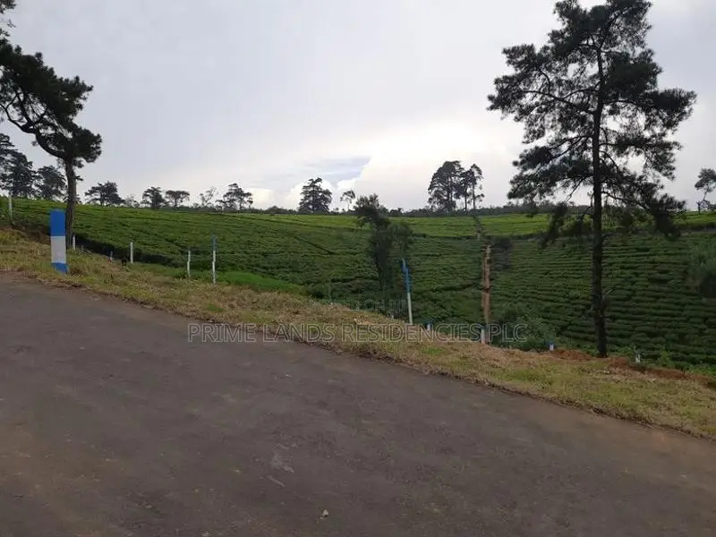 Land for Sale in Nuwaraeliya, Meepilimana