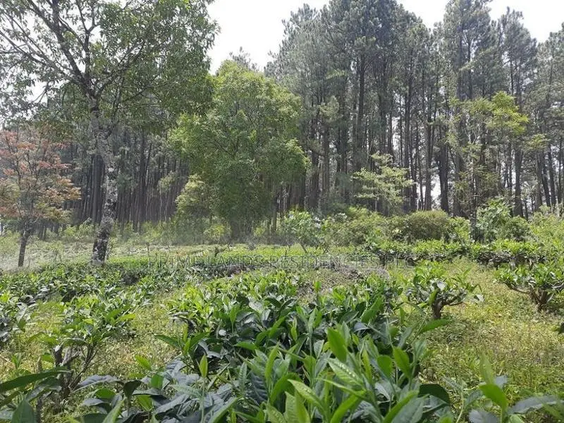 Land for Sale in Ramboda