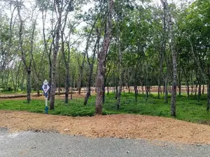 Calm Lands Plots in Near Ahangama