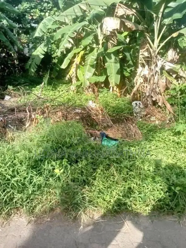 Land for Sale Kotikawatta
