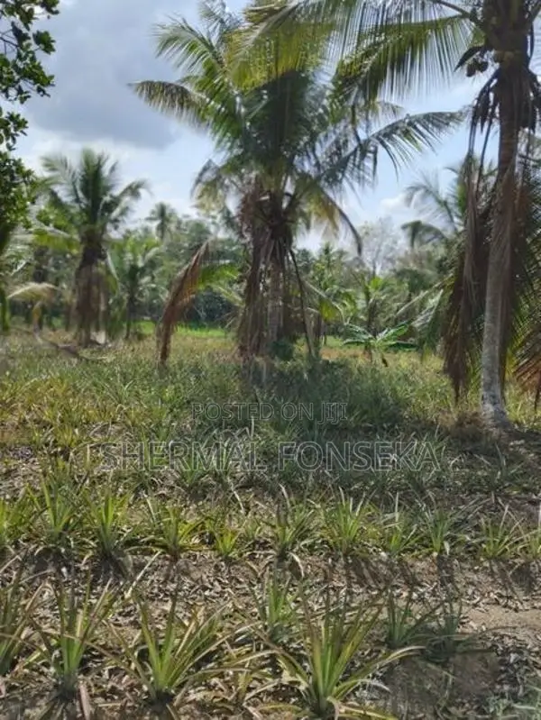Divulapitiya Ballapana Coconut Pineapple Land with House for Sale