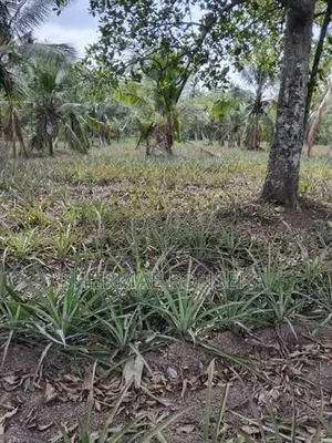 Divulapitiya Ballapana Coconut Pineapple Land with House for Sale
