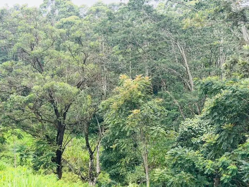 Lands for Sale in Pussellawa