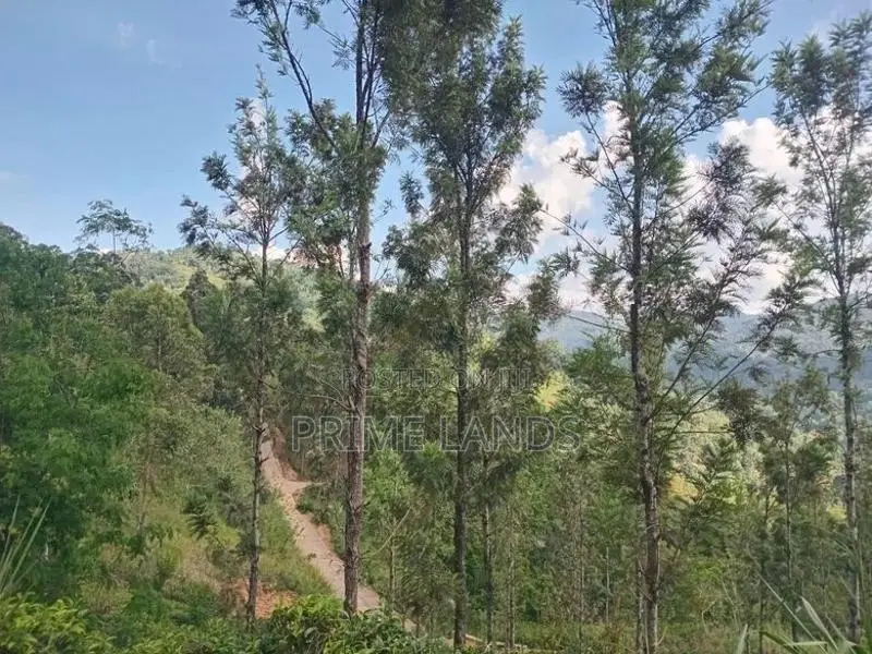 Land for Sale Galaha