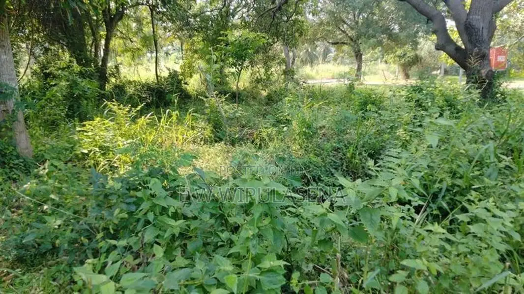 20 PERCH LAND for SALE in DAMBULLA