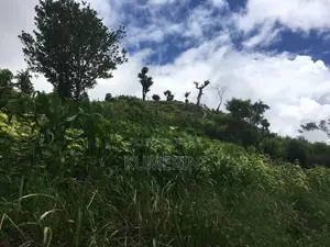 Land for Sale - Digana