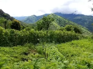 Land for Sale - Digana